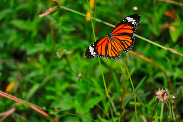 monarch butterfly on a  green background                                    