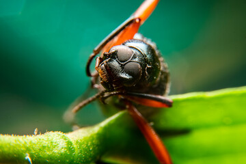 A close up shot of a small insect with red legs