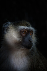 portrait of a vervet monkey in Kruger National Park, South Africa 