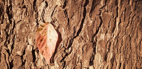 Brown Ivy on pecan tree bark close up stock photos