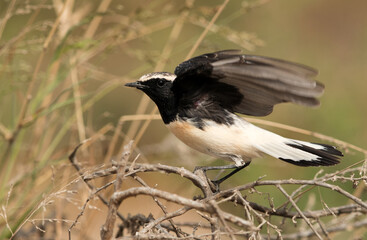 Pied wheatear ready to fly