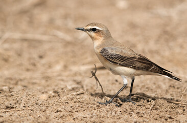 Closeup of Isabelline Wheatear