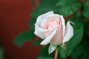 A rose is always full of romance