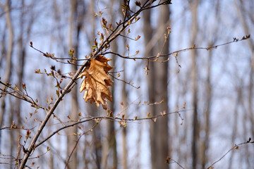 A dead oak leaf hanging on a leafless branch at end of winter against forest background