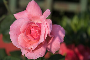 A lovely rose looking at the morning sun