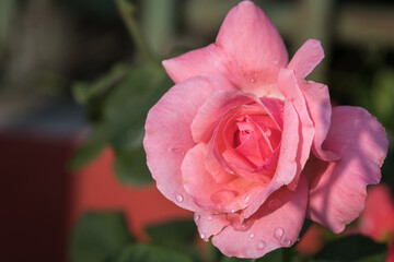 A beautiful pink rose in garden