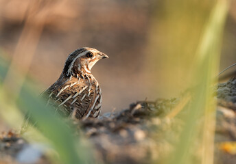 Closeup of Common Quail