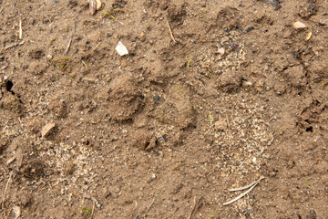 Clay texture. Red soil shot for agriculture, nature magazines, game development and design.