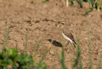 Isabelline Wheatear perched on the ground