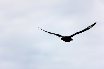 Antarctica albatross in flight close-up on a cloudy winter day