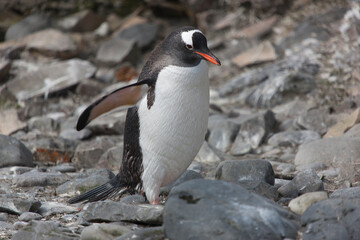 Antarctic subantarctic penguin close up on a sunny winter day