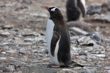 Antarctic subantarctic penguin close up on a sunny winter day