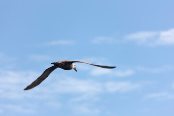 Antarctica albatross in flight close-up on a cloudy winter day