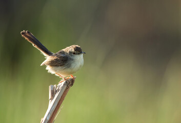Graceful prinia perched on a wooden log, Bahrain