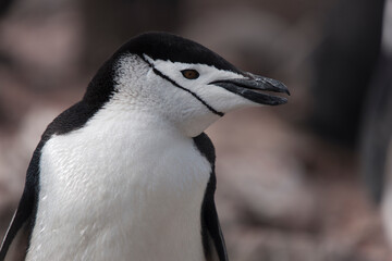 Antarctica penguin gentoo closeup in winter cloudy day