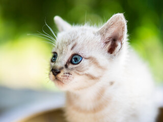Pequeño gato con ojos azules.