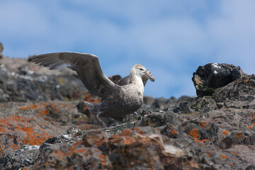 Antarctica albatross close up on a sunny winter day