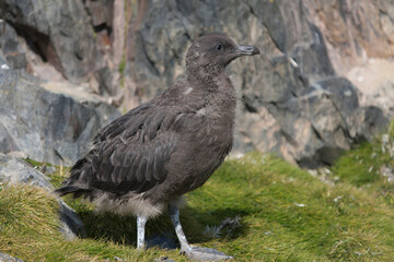 Antarctic skua close-up on a winter cloudy day