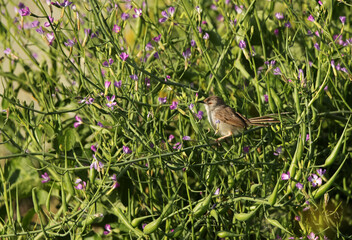 Graceful prinia perched on flower plant