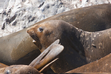 Antarctica elephant seal close up on a sunny winter day