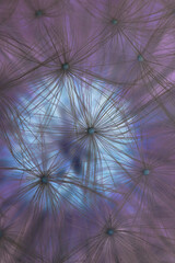 Fantastic blue and purple abstract dark background or wallpaper. Inverted shot of a ripened fluffy dandelion head with seeds close-up. Mystical floral plant pattern. It looks like a full moon