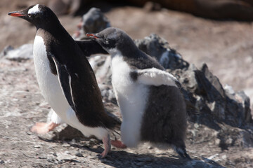 Antarctica subantarctic penguin with cub on a cloudy winter day