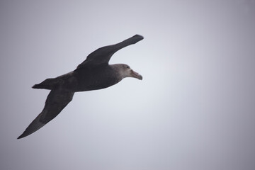 Antarctica albatross in flight close-up on a cloudy winter day