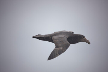Antarctica albatross in flight close-up on a cloudy winter day