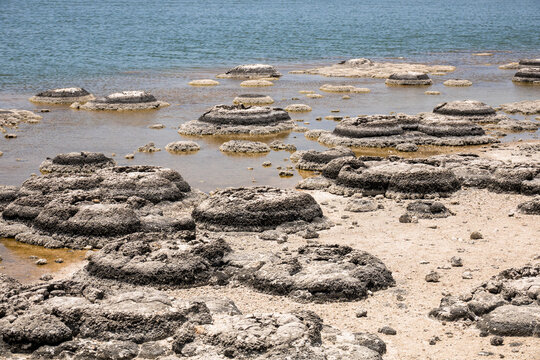 Stromatolites Lake Thetis Western Australia