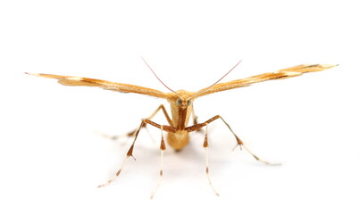 Small moth (Europe) isolated on white background