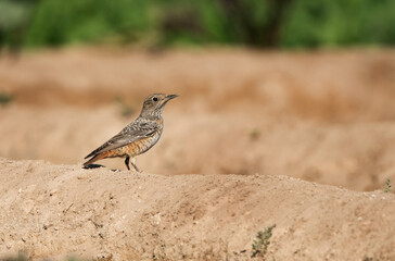 Rufous-tailed rock thrush