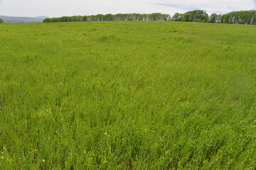 a vast green field of grain grows under the sun, planted in early spring