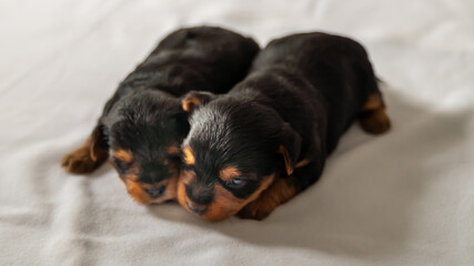 
Young two-week-old brothers dogs, one against the other discovering the world and resting