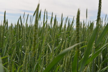 a vast green field of grain grows under the sun, planted in early spring