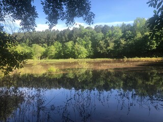 Mirror image of the trees' reflections. Picture captured at Clyde Shepherd Nature Preserve.