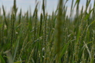 a vast green field of grain grows under the sun, planted in early spring