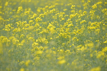 Obraz premium małe żółte kwiaty rzepaku rosnącego na wiosnę