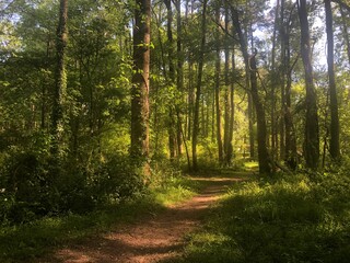 Gorgeous Sunlit Path in Clyde Shepherd Nature Preserve