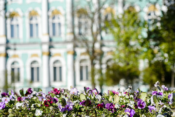 Russia, Saint Petersburg, may 23, 2020: blooming flower bed in front of the Hermitage