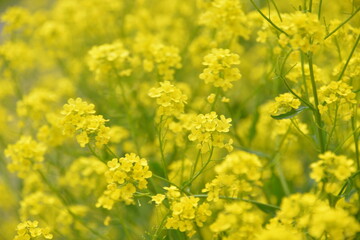 the small yellow flowers of the rapeseed growing in the spring