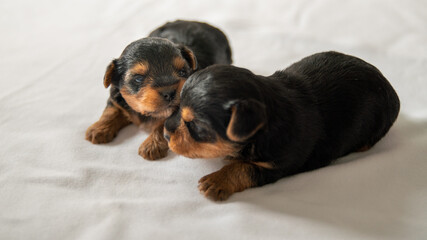 
Young two-week-old brothers dogs, one against the other discovering the world and resting