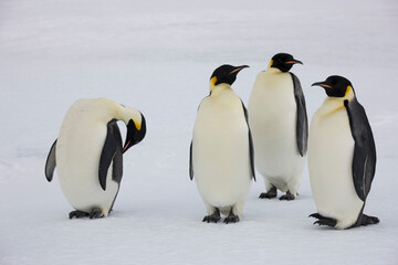 Obraz premium Antarctica emperor penguin close-up on a winter cloudy day
