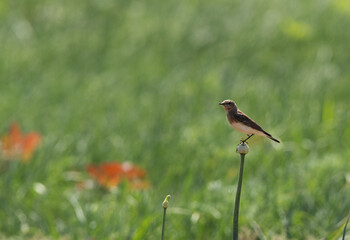 Pied wheatear perched on onion plant