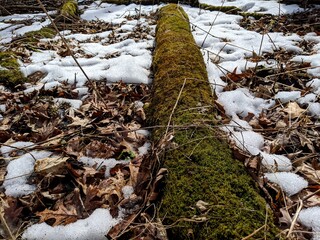 Moss Covered Tree in Late Autumn with Snow