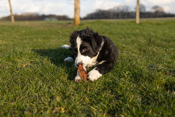 Fototapeta premium Border Collie Welpe spielt mit Stöckchen