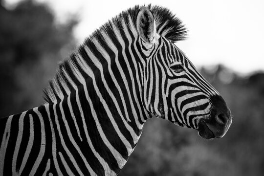 portrait of a zebra in profile in black and white