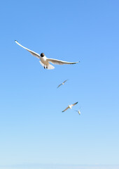 Flock of seagulls flying in the blue sky, with their wings open. Black-headed gulls (Chroicocephalus ridibundus) over Baltic sea.