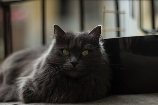 cat on the window