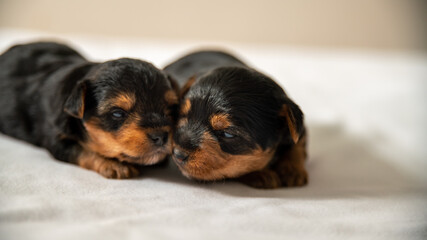 
Young two-week-old brothers dogs, one against the other discovering the world and resting