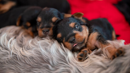 Young black and red puppy, two weeks old, of the Yorkshire terrier, sleeping against its mother